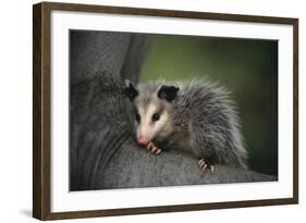 Baby Virginia Opossum on Branch-DLILLC-Framed Photographic Print