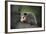 Baby Virginia Opossum on Branch-DLILLC-Framed Photographic Print