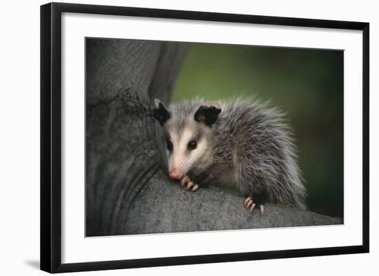 Baby Virginia Opossum on Branch-DLILLC-Framed Photographic Print