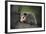 Baby Virginia Opossum on Branch-DLILLC-Framed Photographic Print