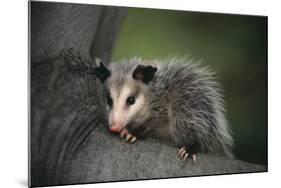 Baby Virginia Opossum on Branch-DLILLC-Mounted Photographic Print