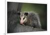 Baby Virginia Opossum on Branch-DLILLC-Framed Photographic Print