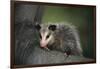 Baby Virginia Opossum on Branch-DLILLC-Framed Photographic Print