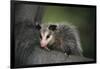 Baby Virginia Opossum on Branch-DLILLC-Framed Photographic Print