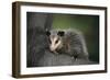 Baby Virginia Opossum on Branch-DLILLC-Framed Photographic Print