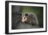 Baby Virginia Opossum on Branch-DLILLC-Framed Photographic Print