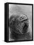 Baby Walrus in Bering Sea-Stan Wayman-Framed Stretched Canvas
