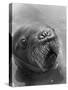 Baby Walrus in Bering Sea-Stan Wayman-Stretched Canvas