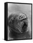 Baby Walrus in Bering Sea-Stan Wayman-Framed Stretched Canvas