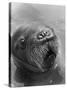 Baby Walrus in Bering Sea-Stan Wayman-Stretched Canvas