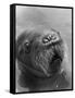 Baby Walrus in Bering Sea-Stan Wayman-Framed Stretched Canvas