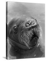 Baby Walrus in Bering Sea-Stan Wayman-Stretched Canvas