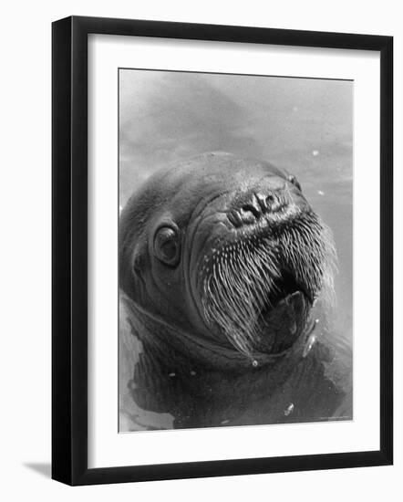 Baby Walrus in Bering Sea-Stan Wayman-Framed Photographic Print