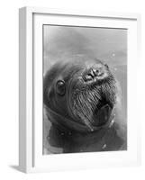 Baby Walrus in Bering Sea-Stan Wayman-Framed Photographic Print