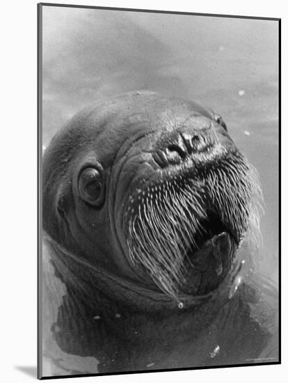 Baby Walrus in Bering Sea-Stan Wayman-Mounted Photographic Print