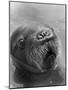 Baby Walrus in Bering Sea-Stan Wayman-Mounted Photographic Print