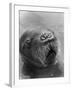 Baby Walrus in Bering Sea-Stan Wayman-Framed Photographic Print