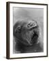 Baby Walrus in Bering Sea-Stan Wayman-Framed Photographic Print