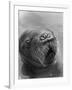 Baby Walrus in Bering Sea-Stan Wayman-Framed Photographic Print