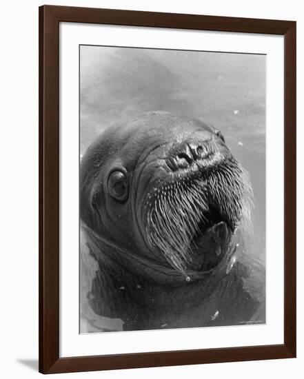 Baby Walrus in Bering Sea-Stan Wayman-Framed Photographic Print