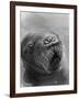 Baby Walrus in Bering Sea-Stan Wayman-Framed Photographic Print