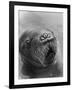 Baby Walrus in Bering Sea-Stan Wayman-Framed Photographic Print