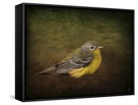 Baby Warbler-Jai Johnson-Framed Stretched Canvas