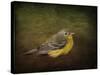 Baby Warbler-Jai Johnson-Stretched Canvas