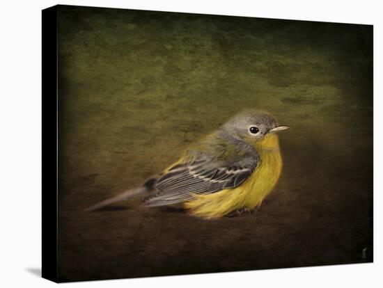 Baby Warbler-Jai Johnson-Stretched Canvas