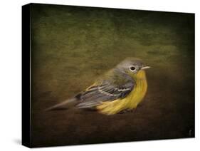 Baby Warbler-Jai Johnson-Stretched Canvas