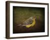 Baby Warbler-Jai Johnson-Framed Giclee Print