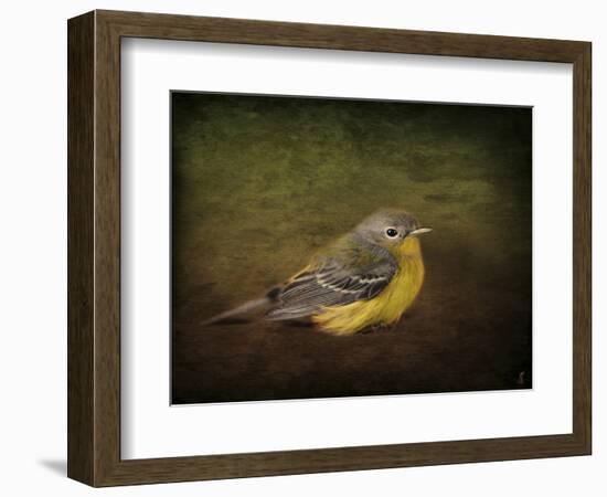 Baby Warbler-Jai Johnson-Framed Giclee Print