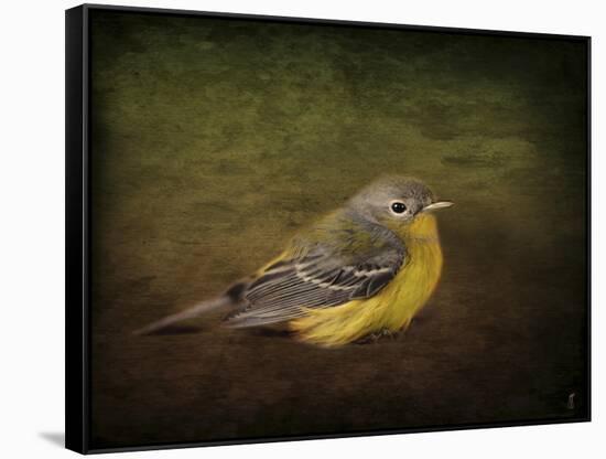 Baby Warbler-Jai Johnson-Framed Stretched Canvas