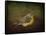 Baby Warbler-Jai Johnson-Framed Stretched Canvas