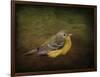 Baby Warbler-Jai Johnson-Framed Giclee Print