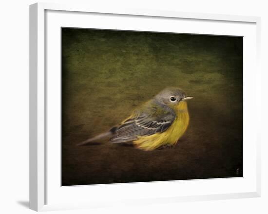 Baby Warbler-Jai Johnson-Framed Giclee Print