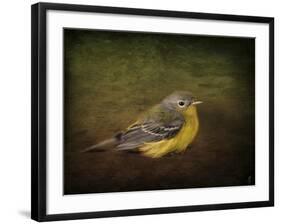 Baby Warbler-Jai Johnson-Framed Giclee Print