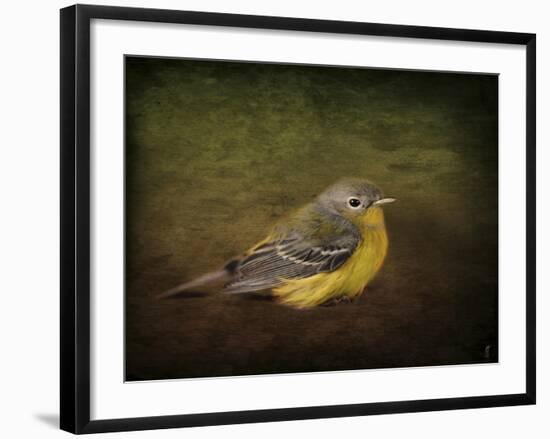 Baby Warbler-Jai Johnson-Framed Giclee Print