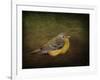 Baby Warbler-Jai Johnson-Framed Giclee Print