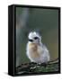 Baby White Tern on Branch, Midway Atoll National Wildlife Refuge, Hawaii, USA-Darrell Gulin-Framed Stretched Canvas