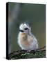 Baby White Tern on Branch, Midway Atoll National Wildlife Refuge, Hawaii, USA-Darrell Gulin-Stretched Canvas