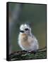 Baby White Tern on Branch, Midway Atoll National Wildlife Refuge, Hawaii, USA-Darrell Gulin-Framed Stretched Canvas