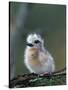 Baby White Tern on Branch, Midway Atoll National Wildlife Refuge, Hawaii, USA-Darrell Gulin-Stretched Canvas