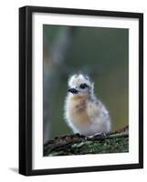 Baby White Tern on Branch, Midway Atoll National Wildlife Refuge, Hawaii, USA-Darrell Gulin-Framed Photographic Print