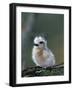 Baby White Tern on Branch, Midway Atoll National Wildlife Refuge, Hawaii, USA-Darrell Gulin-Framed Photographic Print