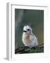 Baby White Tern on Branch, Midway Atoll National Wildlife Refuge, Hawaii, USA-Darrell Gulin-Framed Photographic Print