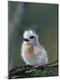 Baby White Tern on Branch, Midway Atoll National Wildlife Refuge, Hawaii, USA-Darrell Gulin-Mounted Photographic Print