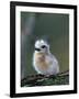 Baby White Tern on Branch, Midway Atoll National Wildlife Refuge, Hawaii, USA-Darrell Gulin-Framed Photographic Print