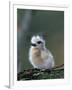 Baby White Tern on Branch, Midway Atoll National Wildlife Refuge, Hawaii, USA-Darrell Gulin-Framed Photographic Print