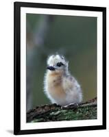 Baby White Tern on Branch, Midway Atoll National Wildlife Refuge, Hawaii, USA-Darrell Gulin-Framed Photographic Print